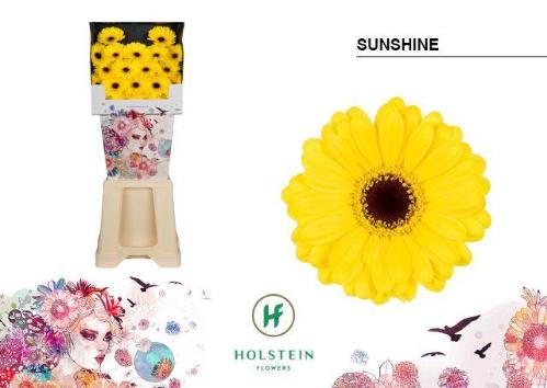 Gerbera mini Sunshine