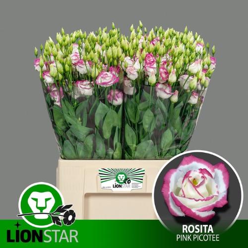 Eustoma russellianum gevuldbloemig 'Excalibur Hot Lips'