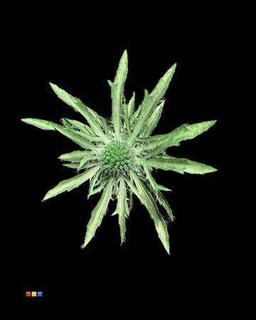 Eryngium alpinum kleurbehandeld H%