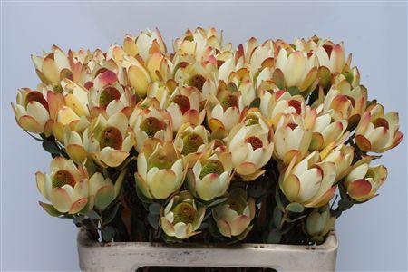 Leucadendron discolor