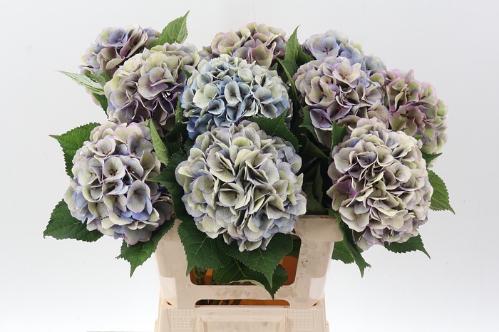 Hydrangea macrophylla Royal Love classic blauw