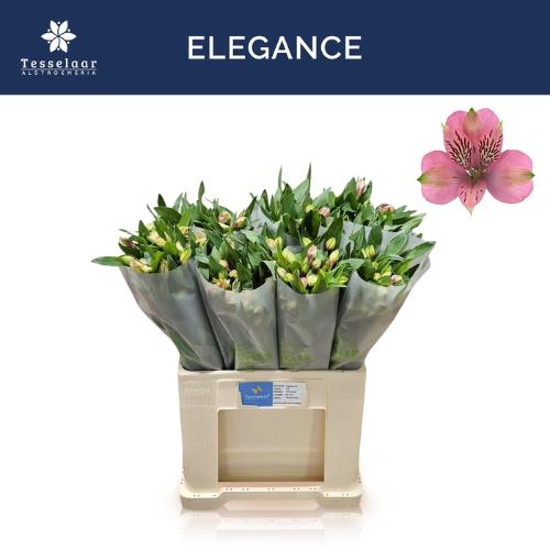 Alstroemeria Elegance