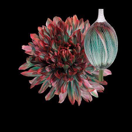 Chrysanthemum (Indicum Grp) geplozen Antonov kleurbehandeld H%