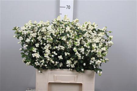 Symphoricarpos Magical Lemon And Lime