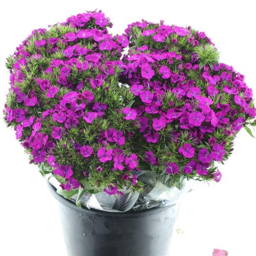 Dianthus barbatus 'Amazon Neon Purple'
