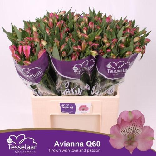 Alstroemeria Avianna