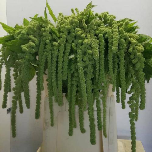 Amaranthus caudatus 'Cycloop'
