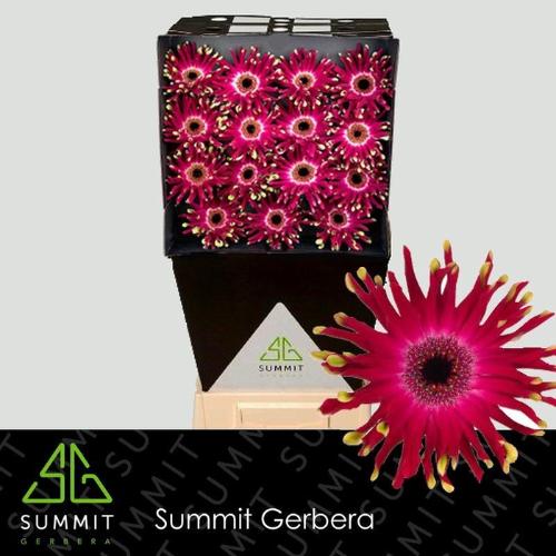Gerbera grootbloemig krulvormig Pastini Vicenza