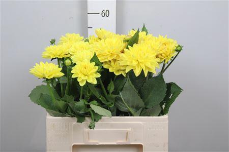 Dahlia (Decorative Grp) 'Sunlady'