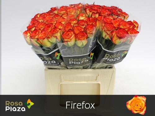 Rosa grootbloemig Firefox
