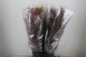 Acacia baileyana bloeiend per bos 'Purpurea'Dealbata Grp