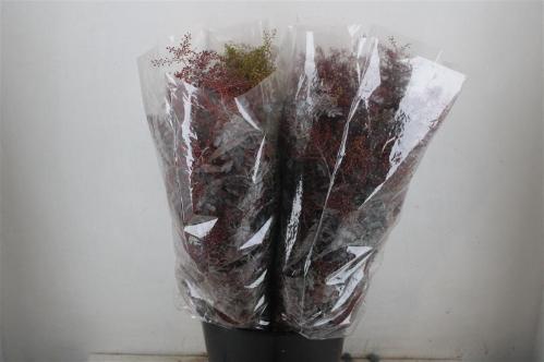 Acacia baileyana bloeiend per bos 'Purpurea'Dealbata Grp