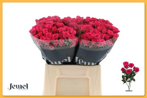 Rosa tros Pink Yo-Yo