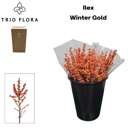 Ilex verticillata 'Winter Gold'