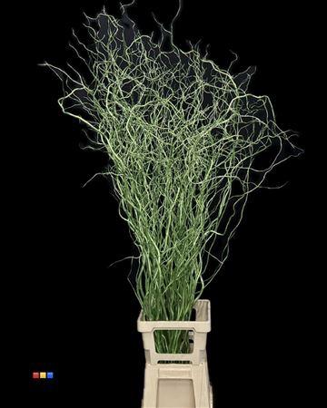 Salix kleurbehandeld H%