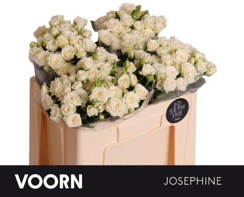 Rosa tros Josephine