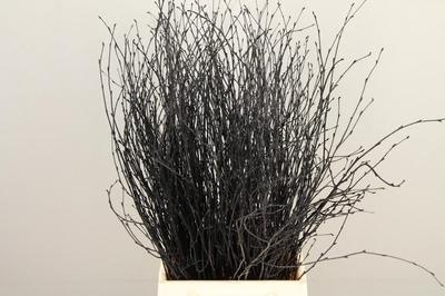 Betula per bos kleurbehandeld