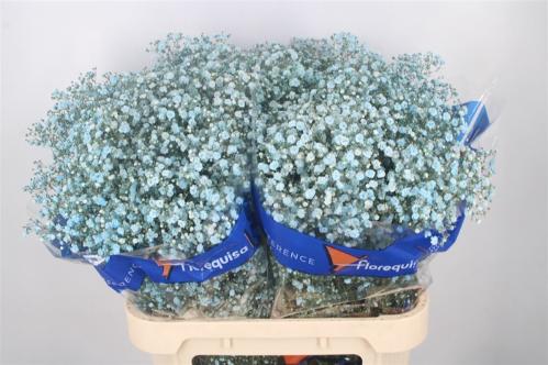 Gypsophila overig kleurbehandeld H%