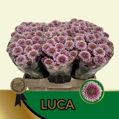Chrysanthemum (Indicum Grp) tros santini Luca