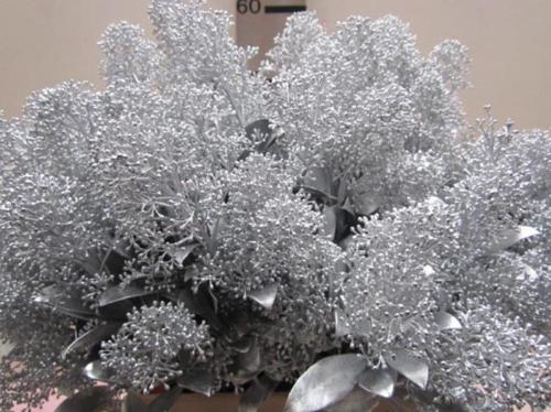 Skimmia per bos overig kleurbehandeld H%