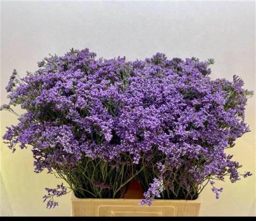 Limonium Maine Blue