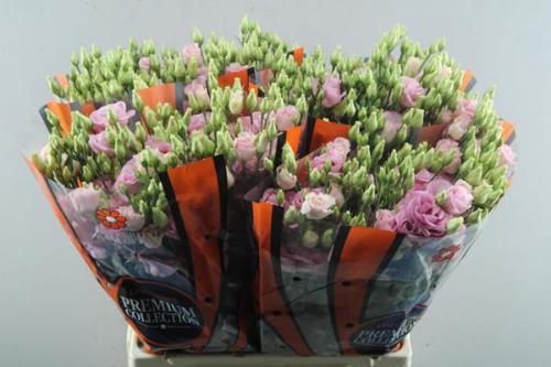 Eustoma russellianum gevuldbloemig 'Rosita Bright Pink'