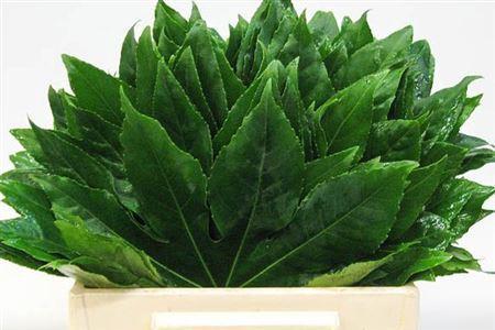 Aralia continentalis