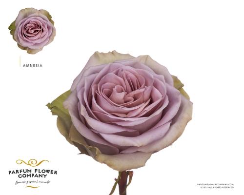 Rosa grootbloemig Amnesia