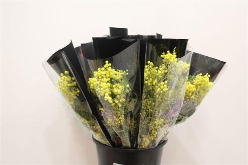 Acacia baileyana bloeiend per bos 'Purpurea'Dealbata Grp