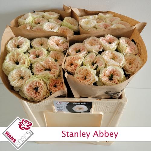 Rosa grootbloemig Stanley Abbey