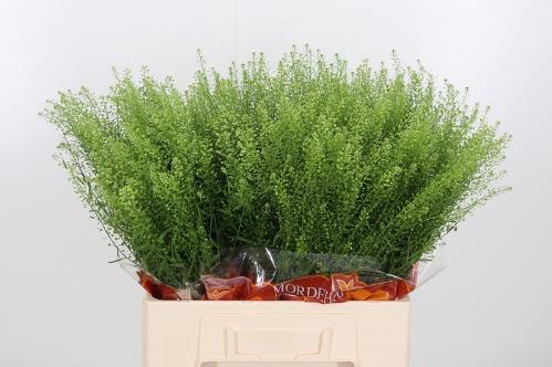 Thlaspi Green Bell
