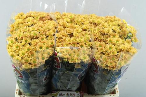 Chrysanthemum Indicum Grp tros santini Madiba Ovada Orange
