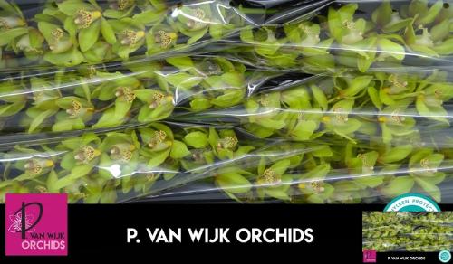 Cymbidium grootbloemig per tak Baltic Honney 'Bonny'