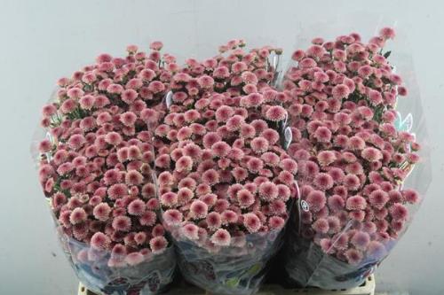 Chrysanthemum (Indicum Grp) tros santini Madiba Cherry Tyolo