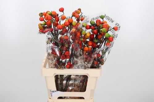 Siervruchten per tak Solanum integrifolium