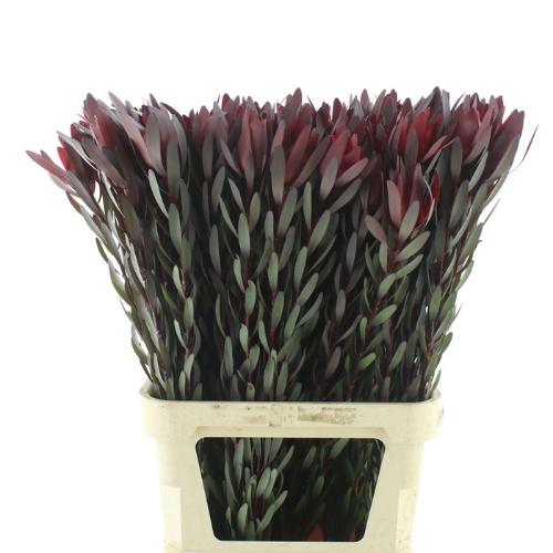 Leucadendron 'Safari Sunset'