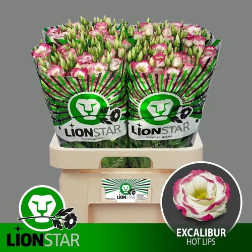 Eustoma russellianum gevuldbloemig 'Excalibur Hot Lips'