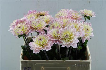 Dahlia Diana's Memory
