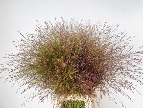 Panicum virgatum 'Warrior'