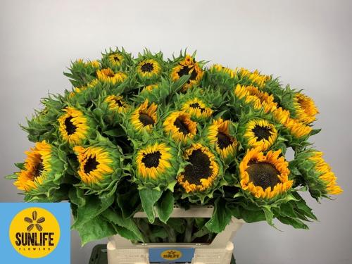 Helianthus annuus 'Sunrich Provence'