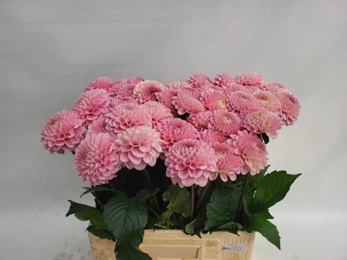 Dahlia Ball Grp 'Wizard of Oz'