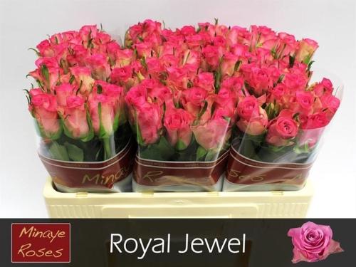 Rosa grootbloemig Royal Jewel