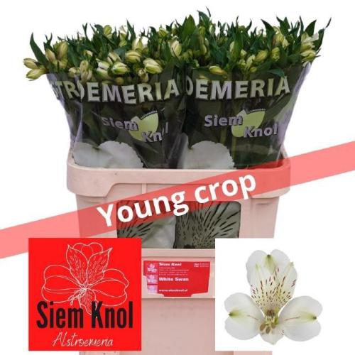 Alstroemeria White Swan