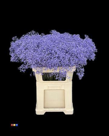 Gypsophila overig kleurbehandeld H%