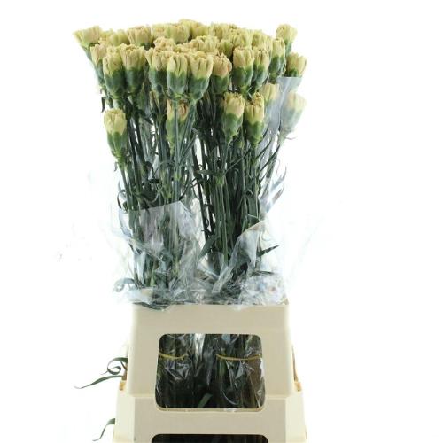 Dianthus standaard Ambar