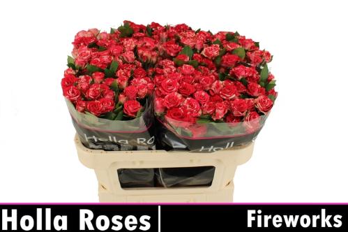 Rosa tros Fireworks