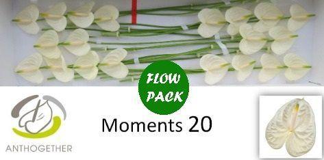 Anthurium Andreanum Grp Moments