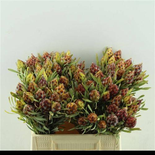Leucadendron rubrum