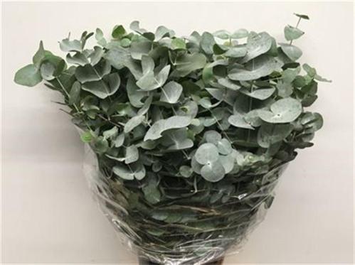 Eucalyptus per bos cinerea