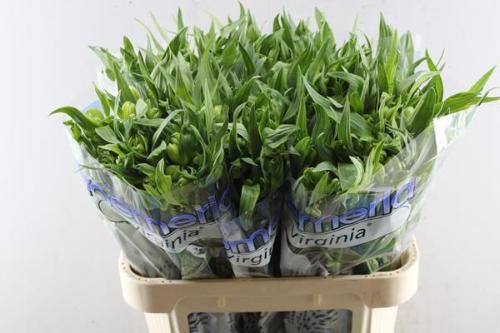 Alstroemeria 'Virginia'